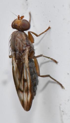 Opomyza germinationis